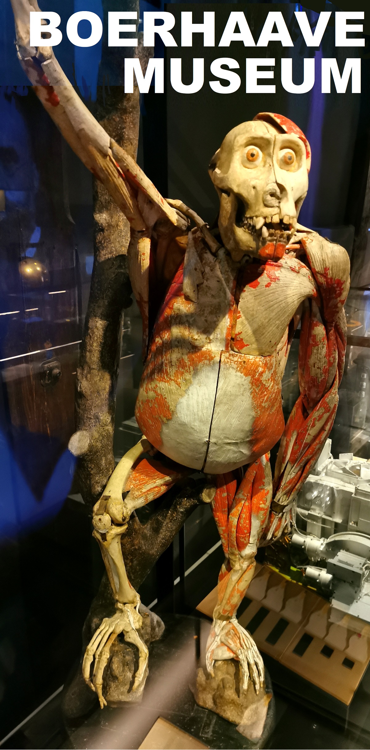 Museum Boerhaave LEIDENcity.EU