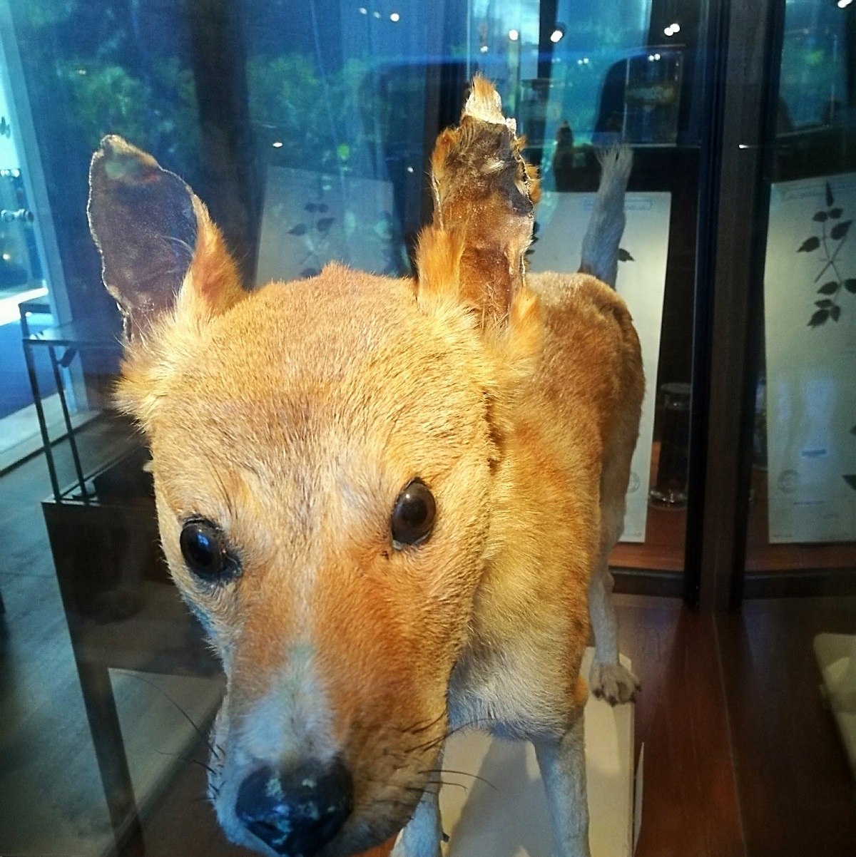 Siebold Japan Museum Leiden City